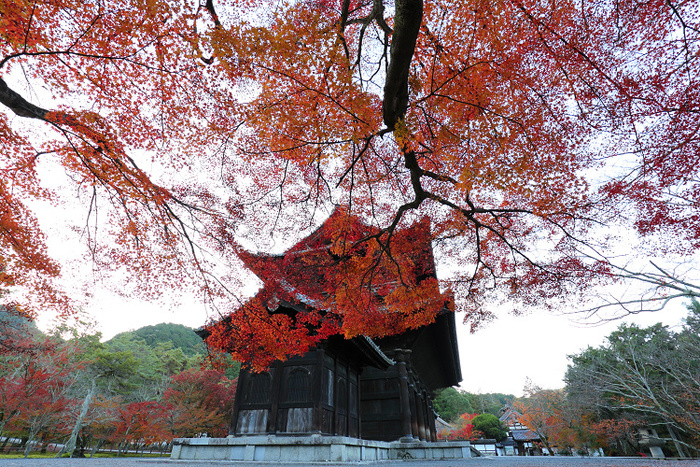 紅葉の京都2017 －総集編（前編）－ _b0169330_8225262.jpg