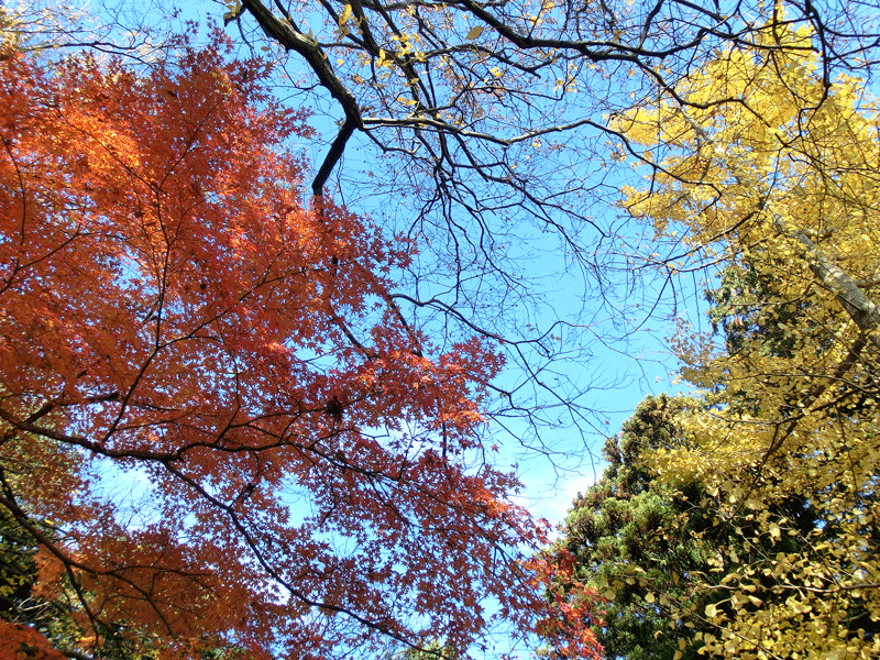a0126632_16092993.gif
