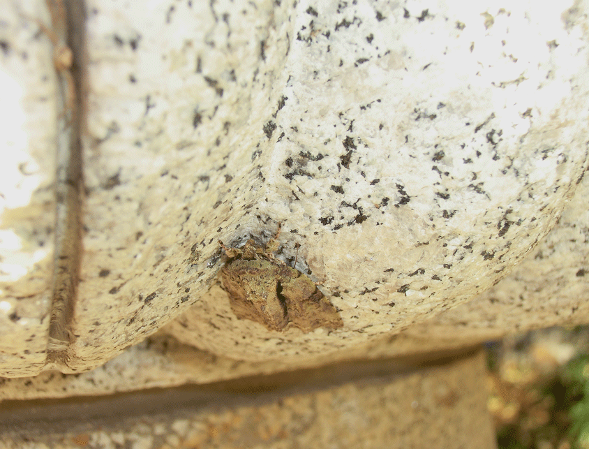 a0126632_16142021.gif