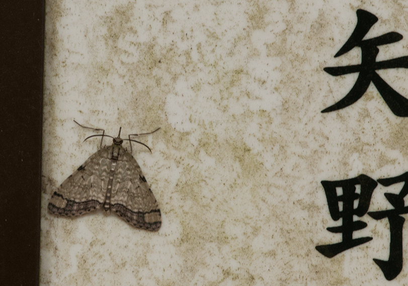 a0126632_16174414.gif