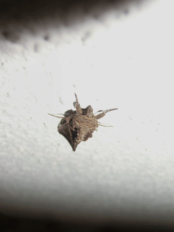 a0126632_16222228.gif