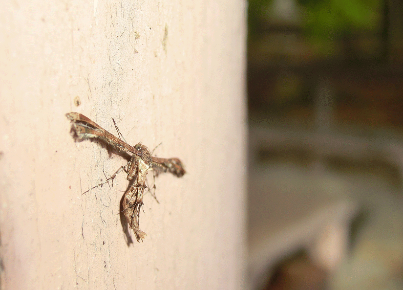 a0126632_16394914.gif