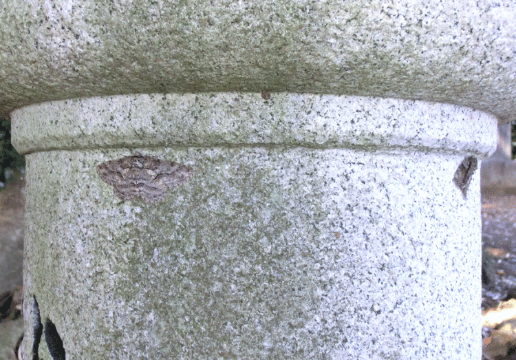 a0126632_16511987.gif