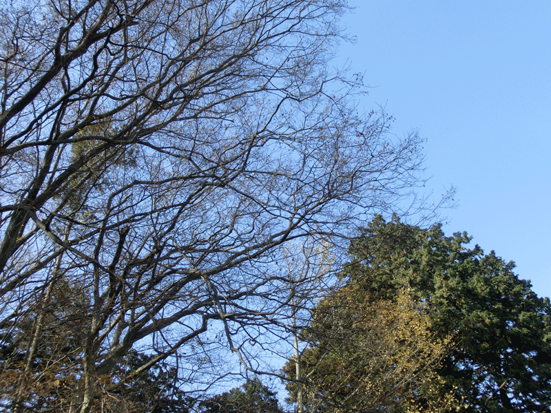 a0126632_17091030.gif
