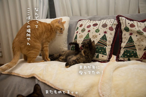 引き時を知っているこねこ _d0355333_17201422.jpg