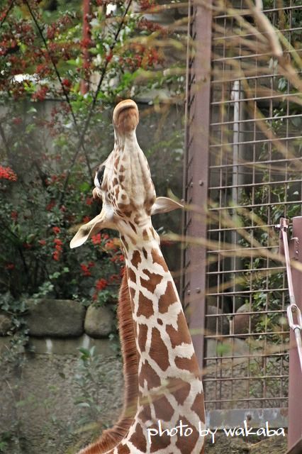 キリン・白熊・パンダの大型動物をウオッチング(^^♪_e0052135_15303669.jpg