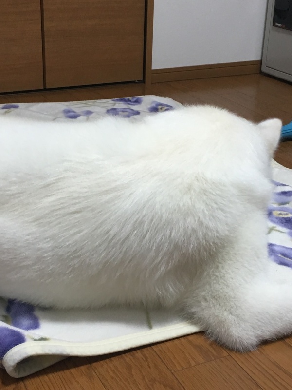 e0364035_15261611.jpeg