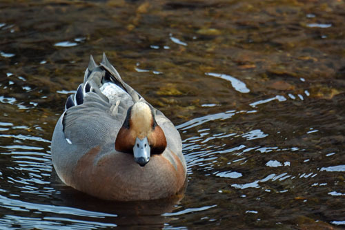 黒目川に飛来したヒドリガモの交雑種 Eurasian x American Wigeon hybrid_f0206939_11343805.jpg