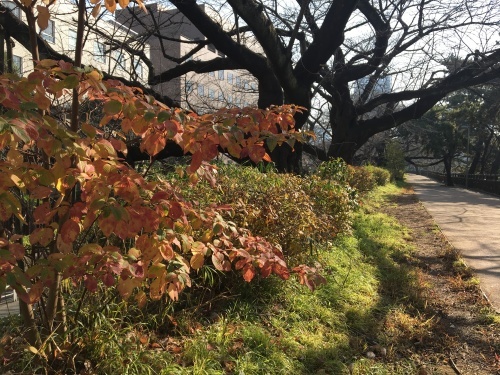 市ヶ谷から青山まで歩く(1)…外濠公園、イグナチオ教会、ホテルニューオータニ_b0330040_23041518.jpeg