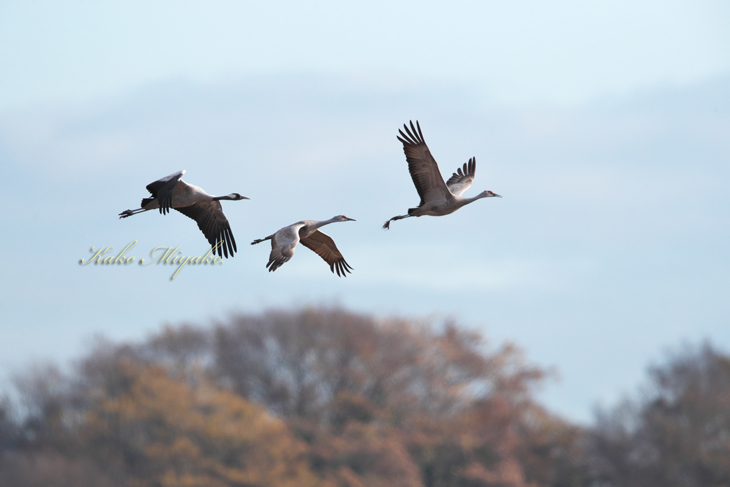 クロヅル（Common crane）・カナダヅル（Sandhill Crane）_d0013455_15014945.jpg