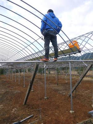 熊本ぶどう 社方園 トンネル式から連棟建てのハウスへ!徹底管理をして育てるための冬の作業の様子(後編)_a0254656_18113893.jpg