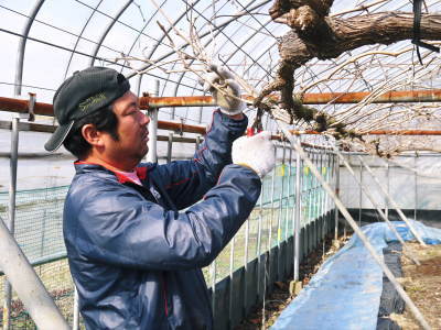 熊本ぶどう 社方園 トンネル式から連棟建てのハウスへ!徹底管理をして育てるための冬の作業の様子(後編)_a0254656_18322815.jpg