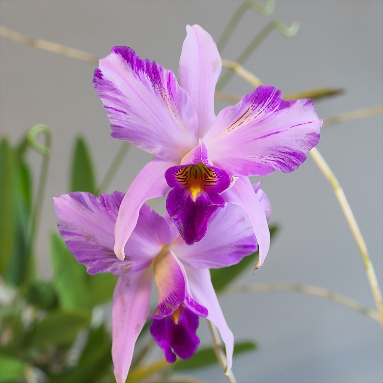 L.anceps fma.semialba レリア アンセプス 入賞花株