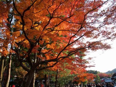 東山の南禅寺でも紅葉を楽しみました。 （撮影：11月25日）_b0112263_10415489.jpg