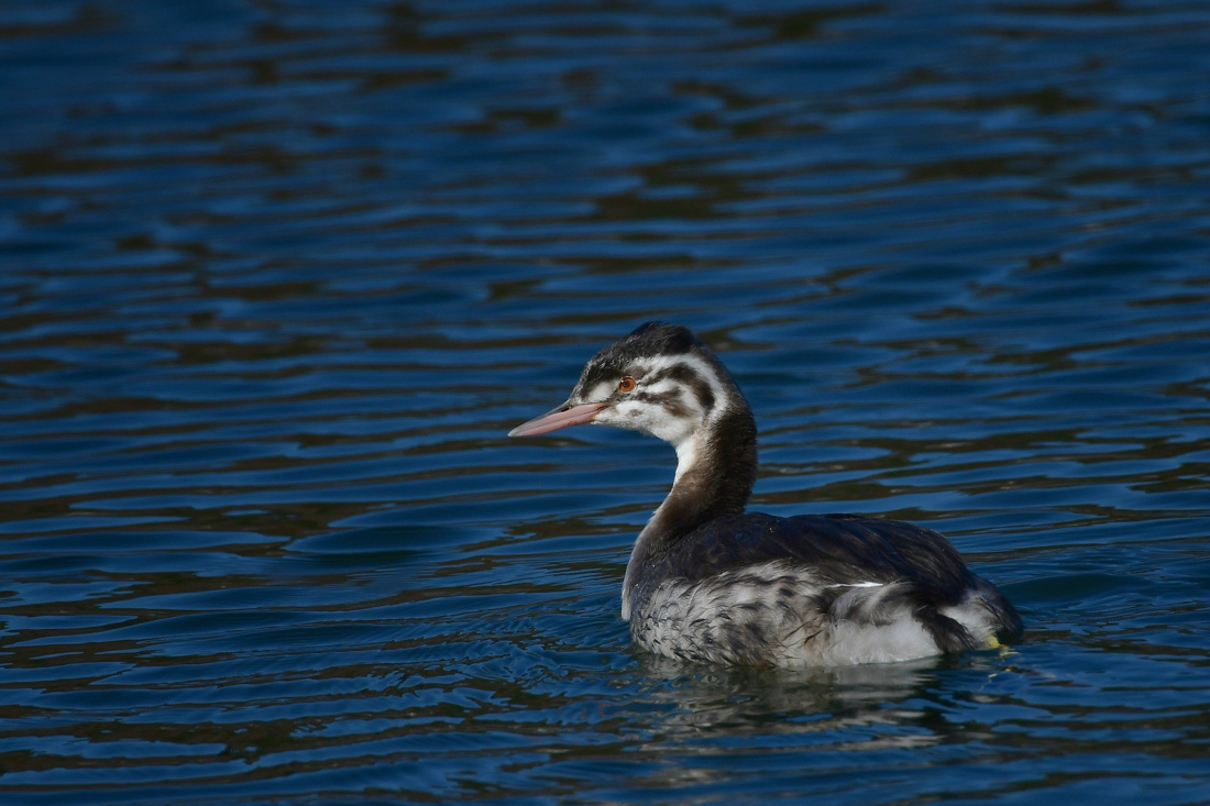 居眠り カンムリカイツブリ幼鳥_f0053272_12093987.jpg