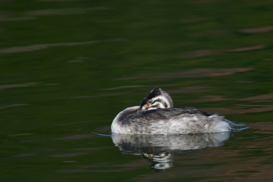 居眠り カンムリカイツブリ幼鳥_f0053272_12153751.jpg