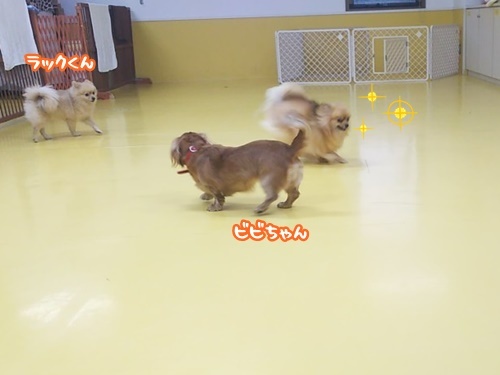 お散歩#05 & ドッグラン♬*゜_f0357682_18072280.jpg