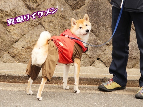 お散歩#05 & ドッグラン♬*゜_f0357682_18095564.jpg