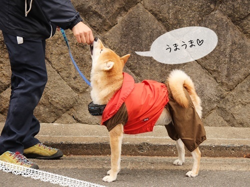 お散歩#05 & ドッグラン♬*゜_f0357682_18110245.jpg