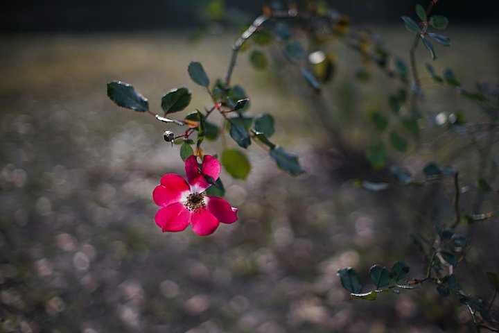 12月の薔薇園_d0353489_12523383.jpg