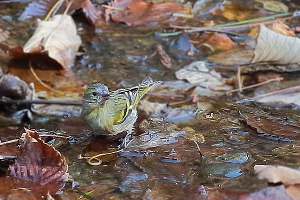 水場のマヒワ_d0334291_16584943.jpg