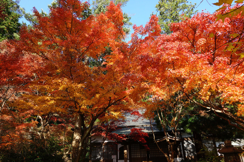 覚園寺の紅葉_b0145398_23335139.jpg