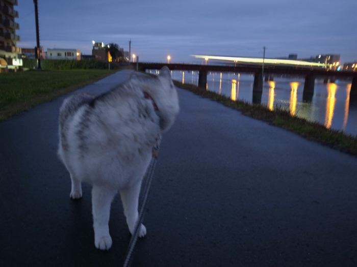 ぼやぼやーんのお散歩　(^_^;) - 犬連れへんろ*二人と一匹のはなし*