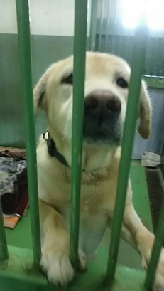 【犬・移動先募集】センター(支所)収容(12/16訪問)_f0242002_17064635.jpg