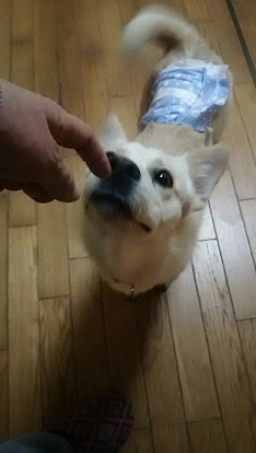 【犬・移動先募集】センター(支所)収容(12/16訪問)_f0242002_17171235.jpg