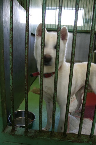 【犬・移動先募集】センター(支所)収容(12/16訪問)_f0242002_17382647.jpg