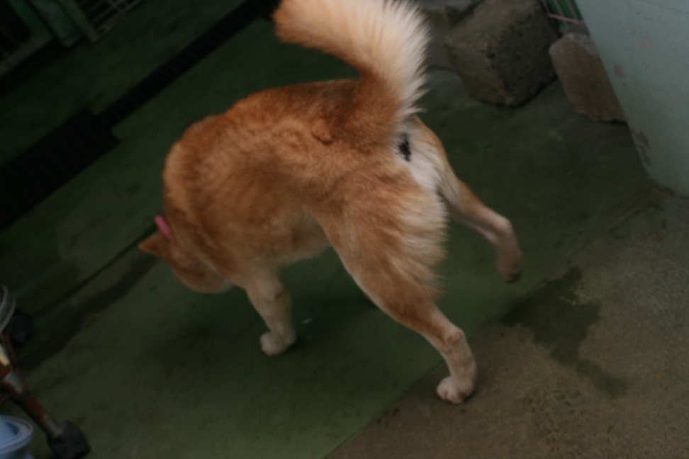 【犬・移動先募集】センター(支所)収容(12/16訪問)_f0242002_17490655.jpg
