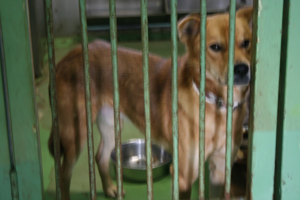 【犬・移動先募集】センター(支所)収容(12/16訪問)_f0242002_17531972.jpg