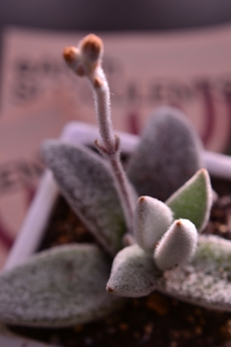 今日の多肉ちゃん 花 Tuzuri
