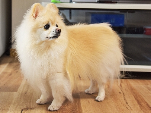 現行犯_d0360206_23512628.jpg