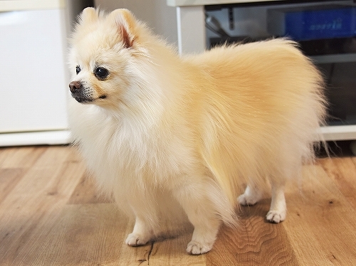 現行犯_d0360206_23513558.jpg