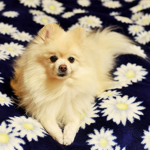 現行犯_d0360206_23515419.jpg