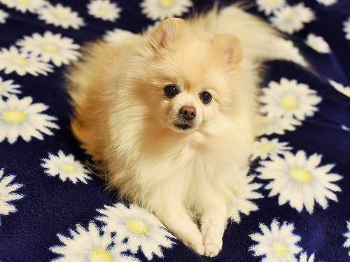 現行犯_d0360206_23520140.jpg