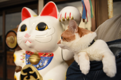 招かれ猫_b0259218_04324282.jpg