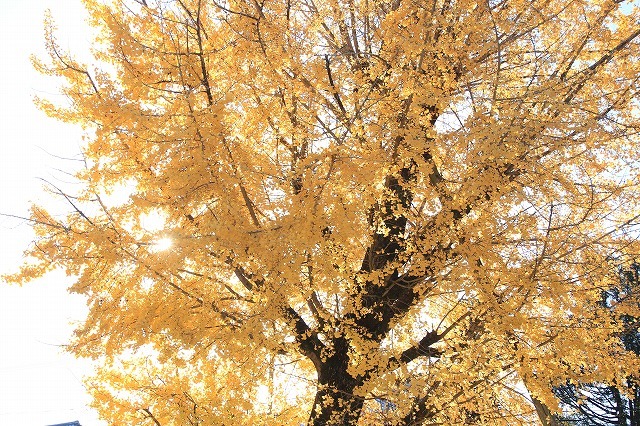 黄葉のイチョウの巨木（金剛寺前）_e0321325_15535370.jpg