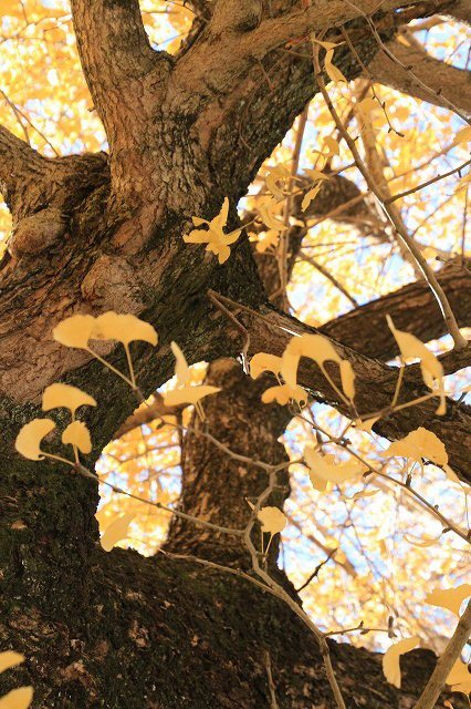 黄葉のイチョウの巨木（金剛寺前）（その2）（撮影：12月6日）_e0321325_16393605.jpg