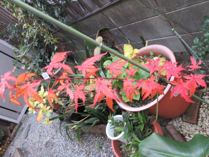 b0014732_08032224.jpg