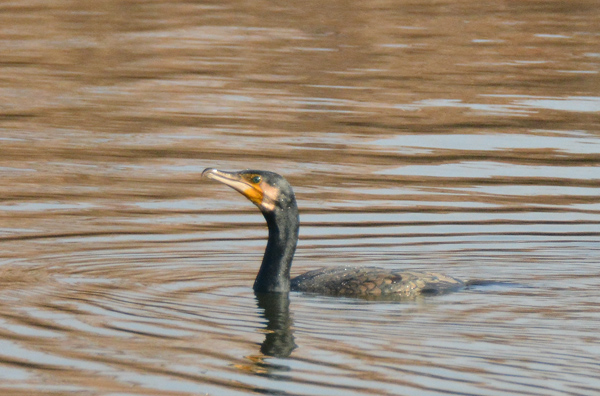 カワウのお食事_e0097534_18184462.jpg