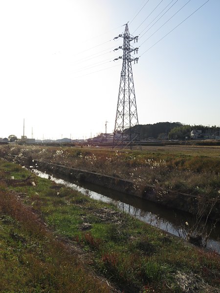 2017年12月18日　河川敷のススキ_b0341140_15165213.jpg