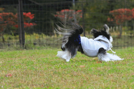 c0145250_15170630.gif