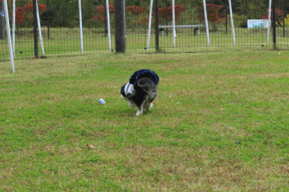 c0145250_15173816.gif