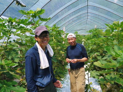 甘熟いちじく 本格的な寒さと共に落葉しました!今年は12月19日に一気に!落葉の様子2021_a0254656_18405377.jpg