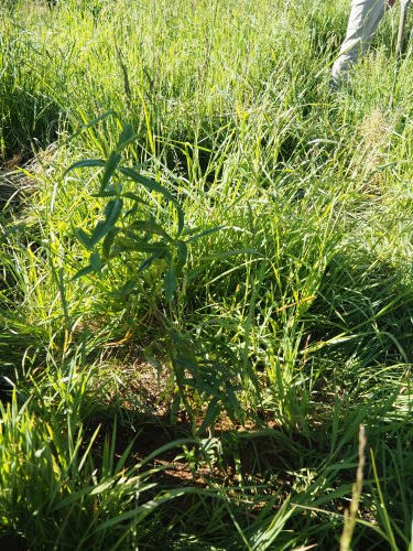 ニュージーランド の 首都 ウェリントン が ある 島 は