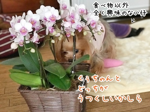 e0248268_20152597.jpg