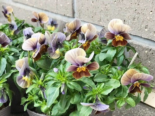 e0248268_20190916.jpg
