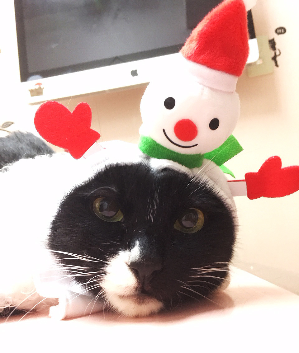 猫風邪で大騒ぎ!_c0226874_17221491.jpg